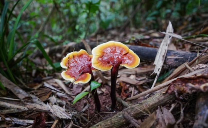 nấm lim xanh bao nhiêu 1 kg